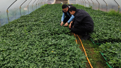 木瓜种植季——蛋白酶源头守护品质，铸就酶好未来