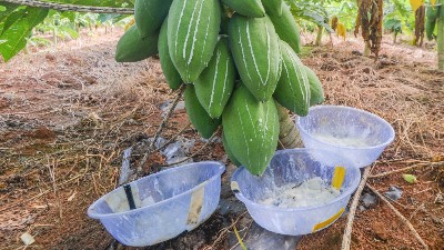 木瓜蛋白酶、风味酶在宠物诱食风味剂中的应用
