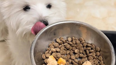 鸡肝浆提味，酶制剂选品是核心