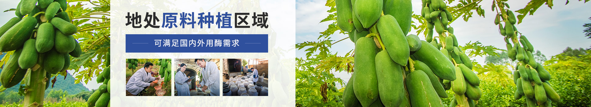 东恒华道木瓜蛋白酶：地处原料种植区域，可满足国内外用酶需求